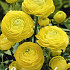 Ranunculus Asiaticus Yellow x10 6/7