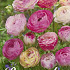 Ranunculus Picotee Rose x10 6/7