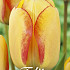 Tulp Darwin Beauty of Spring x10 12/+