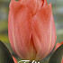 Tulp Darwin Hans Brinker x10 12/+