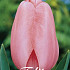 Tulp Darwin Pink Impression x10 12/+