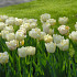 Tulp Double Early Silk Road x7 12/+