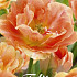 Tulp Double Late Charming Beauty x7 12/+