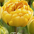 Tulp Double Late Yellow Pomponette  x7 12/+
