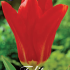 Tulp Fosteriana Red Emperor x10 12+