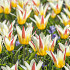 Tulp Kaufmania Johann Strauss x7 12/+