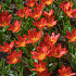 Tulp Kaufmania Scarlet Baby x10 12/+
