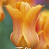 Tulp Lilyflowering Ballerina x7 12/+