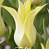 Tulp Lilyflowering Florijn Chic x7 12/+
