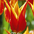 Tulp Lilyflowering Fly Away x7 12/+