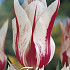Tulp Lilyflowering Marilyn x7 12/+