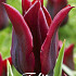 Tulp Lilyflowering Merlot x7 12/+