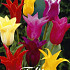 Tulp Lilyflowering Mixed x10 12/+