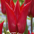Tulp Lilyflowering Pieter de Leur x7 12/+