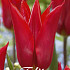 Tulp Lilyflowering Pieter de Leur x7 12/+