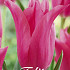 Tulp Lilyflowering Pretty Love x7 12/+