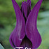 Tulp Lilyflowering Purple Dream x7 12/+