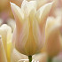 Tulp Lilyflowering Sanne x7 12/+