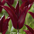 Tulp Lilyflowering Sarah Raven x7 12/+