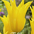 Tulp Lilyflowering Schiedam x7 12/+