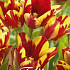 Tulp Multiflora Wonder Club x7 12/+