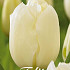 Tulp Single Late City of Vancouver x7 12/+