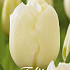 Tulp Single Late City of Vancouver x10 12/+
