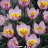 Tulp Specie Bak. Lilac Wonder x10 6/7
