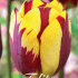 Tulp Triumph Helmar x10 12/+