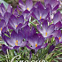 Crocus Chrysanthus Ruby Giant x30 5/6