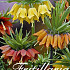 Fritillaria Mixed x2 24/26