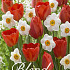 Tulipa/Narcissus Blend Bright Eyes x15 12/+