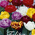 Tulp Double Late Mixed x15 12/+