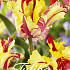 Tulp Parrot Flaming Parrot x15 12/+