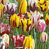 Tulp Rembrandt Mixed x50 10/11