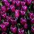 Purple Prince 12/+