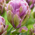 Violet Pranna  12/+