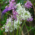 Allium carinatum ssp. pulchellum 'Album'  I .