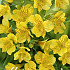 Alstroemeria Yellow x2 I .