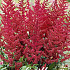 Astilbe Red x 1 I .