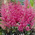 Astilbe Pink x 1 I .
