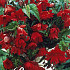 Begonia Pendula Rood x 3 5/6