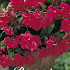 Begonia Pendula Rose x 3 5/6