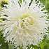 Dahlia Cactus Tsuki no Shisha x 1 I .