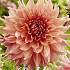 Dahlia Deco. Fairway Spur x1 I