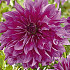 Dahlia Deco. Purple Taiheijo x 1 I .