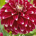 Dahlia Deco. Red Rock x 1 1 .