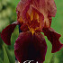 Iris Germanica Ruby Mine x 1  I