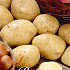 Potato Bintje .