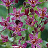Tricyrtis Formosana x2 I .